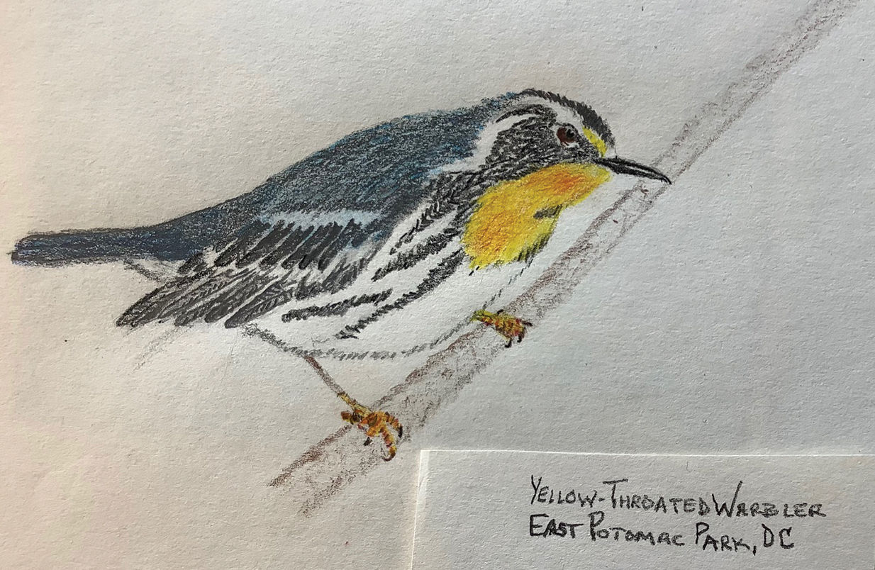 Yellow-throated warbler sketch